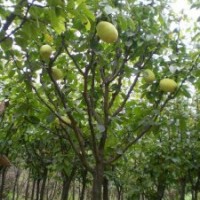 木瓜樹(shù)胸徑12-16公分北京大苗圃基地購(gòu)樹(shù)木市排價(jià)