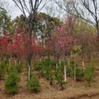日本麗桃地徑6-8公分北京大苗圃基地購樹木市排價