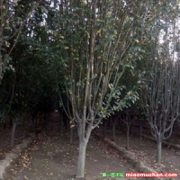 西府海棠供應商報價在哪里？