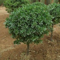 造型冬青地徑5-10公分北京大苗圃基地購(gòu)樹(shù)木市排價(jià)