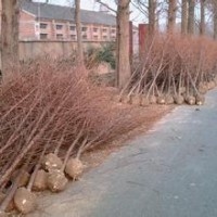 直徑5公分8公分12公分15公分水杉產(chǎn)地報價