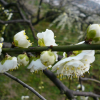 江蘇綠色梅花低價(jià)批發(fā) 綠色梅花苗圃直供