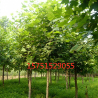 懸鈴木哪里有 ？ 低價(jià)供應(yīng)