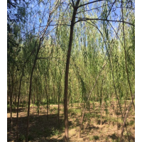 垂柳哪里有貨源？ 江蘇沭陽(yáng)低價(jià)苗圃直銷(xiāo)垂柳