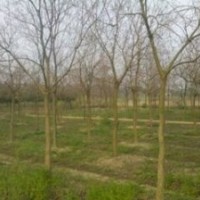 供應(yīng)胸徑10公分七葉樹價(jià)格 南京產(chǎn)地