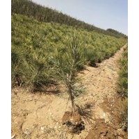 黑松側(cè)柏油松供應(yīng)