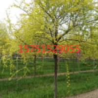 10公分青皮垂柳價格 青皮垂柳基地