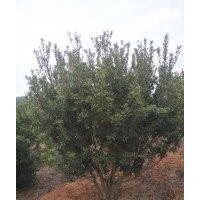 云南地區(qū)萬(wàn)畝種植基地供應(yīng) 楊梅樹苗