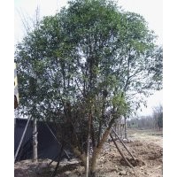 長(zhǎng)期供應(yīng)桂花 枇杷