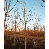 楊樹 毛白楊 新疆楊 速生楊
