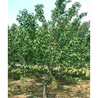 紫葉碧桃6-8公分