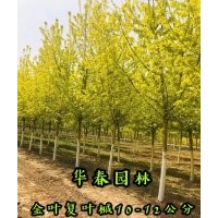 金葉復(fù)葉槭