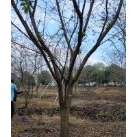 供15公分染井吉野櫻18公分染井吉野櫻20公分染井吉野櫻25公分