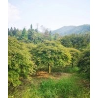 供應精品羽毛楓10公分羽毛楓12公分紅梅12公分紅梅10公分