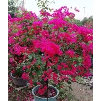 供應(yīng)80-150高三角梅袋苗假植苗