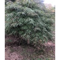 供應(yīng)精3-28公分羽毛楓紅梅紅楓雞爪槭染井吉野櫻丹桂金桂八月桂無