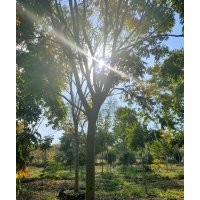 供應精品無患子欒樹香樟樹丹桂金桂羽毛楓紅梅紅楓雞爪槭櫸樹