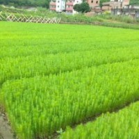 資興濕地松苗供應(yīng)_優(yōu)質(zhì)濕地松-隨州希望苗圃
