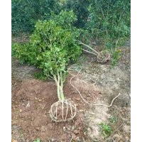 供應丹桂金桂八月桂羽毛楓染井吉野櫻雞爪槭紅楓紅梅垂絲海棠