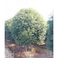 供應(yīng)紅楓雞爪槭日本紅楓八月桂丹桂金桂紅梅羽毛楓櫻花無患子