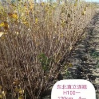 連翹大量供應(yīng)