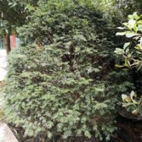 米徑7～20公分的紅豆杉假植苗和靜精品盆景假植苗