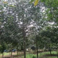 供應(yīng)四川成都樂(lè)昌含笑 基地批發(fā)價(jià)格