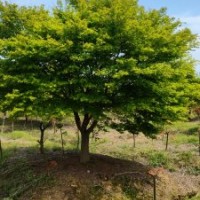 供應(yīng)丹桂金桂羽毛楓紅梅紅楓雞爪槭日本紅楓染井吉野櫻