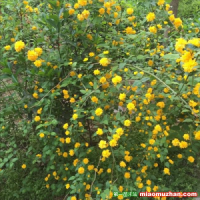 園林綠化中棣棠球有什么具體應(yīng)用？