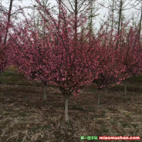 西府海棠供應(yīng)商最新報(bào)價(jià)在哪里？