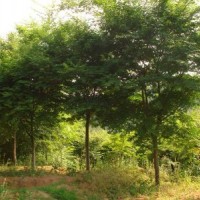 雞爪槭胸徑6-20公分北京大苗圃基地購(gòu)樹(shù)木市排價(jià)