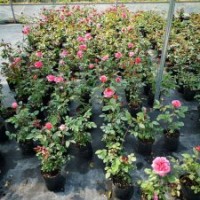 月季繡球清棚處理