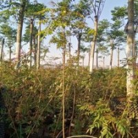 優(yōu)價(jià)處理：雪松,云南櫻花,滇合歡