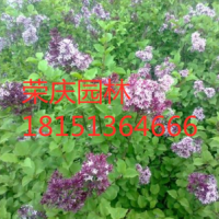 哪里有丁香 ？丁香產(chǎn)地？苗圃直供丁香