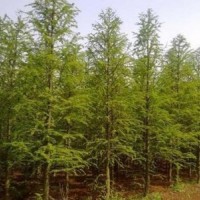 中山杉供應(yīng) 苗圃直銷