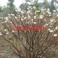 江蘇白花樹價格 白花樹苗圃直銷