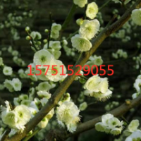 江蘇苗圃直銷綠萼梅 綠萼梅價(jià)格2019