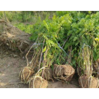 哪里珍珠梅便宜？哪里有珍珠梅 ？2019珍珠梅供應(yīng)