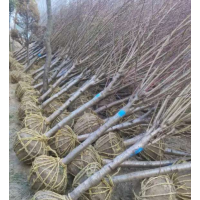 哪里有綠梅 低價供應(yīng)