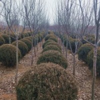 個人出售紫葉稠李