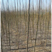 哪里有苦楝樹(shù)貨源 ？江蘇榮慶苦楝樹(shù)低價(jià)供應(yīng)