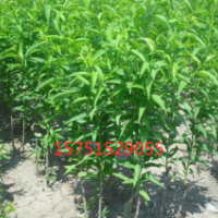 桃樹(shù)哪里有貨源？ 2019桃樹(shù)供應(yīng)