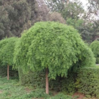 哪里有垂槐貨源？ 2019垂槐低價批發(fā)