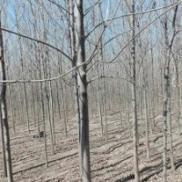 山東白蠟價(jià)格白蠟成品樹 山東茂達(dá)苗木有限公司