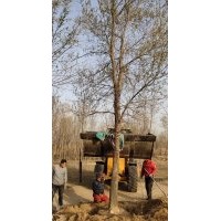 大量供應(yīng) 各規(guī)格 榆樹 柳樹 刺槐 檉柳等