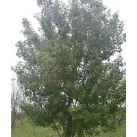 長期供應(yīng)三角楓 五角楓 叢生五角楓