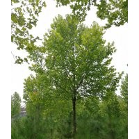 長(zhǎng)期供應(yīng)法桐 欒樹