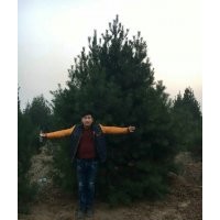 長(zhǎng)期供應(yīng)白皮松
