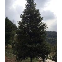 楨楠火爆銷售 專業(yè)楨楠種植