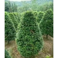 低分析圓球形紅豆杉，低分枝叢生多桿紅豆杉